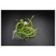 TOCP Tocado peineta plumas...